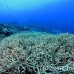 coral_hard_staghorn_kimafuk04_h_0007_sul1953.jpg
